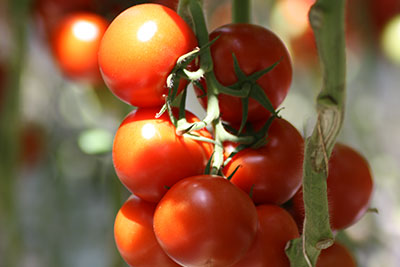 Tomaten